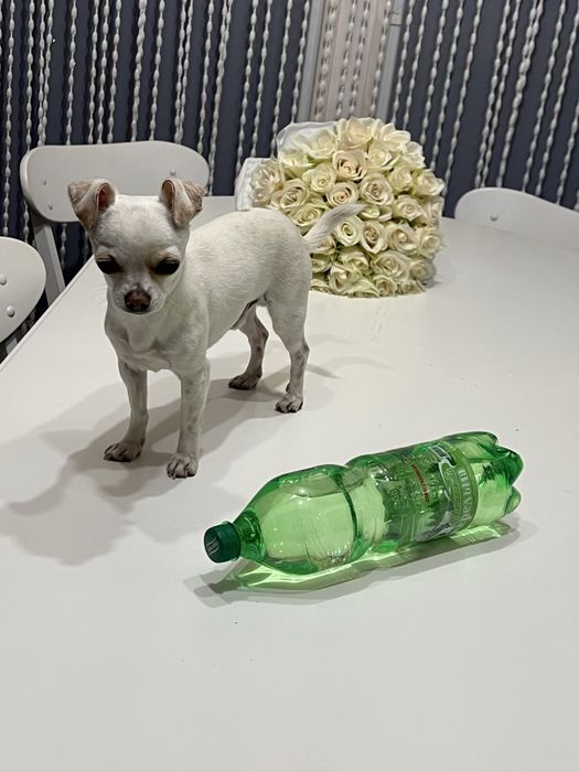 Чіхуа шукає наречену