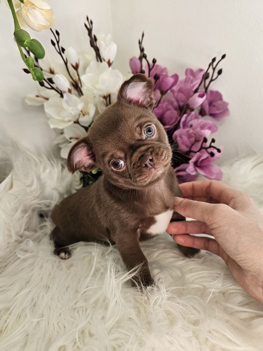 Chihuahua piesek czekoladowy