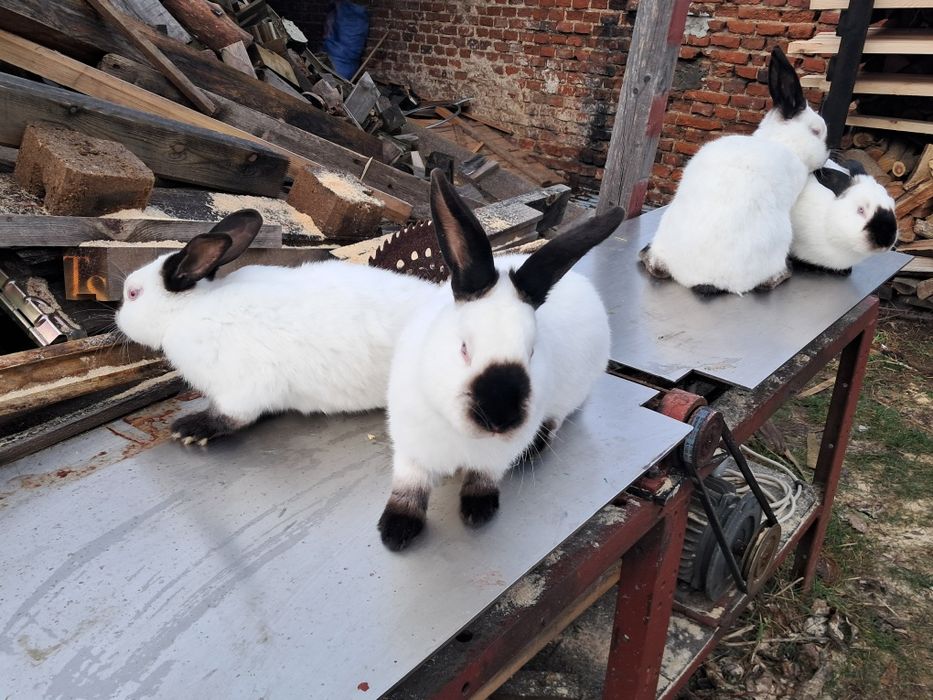 Króliki kalifornijskie