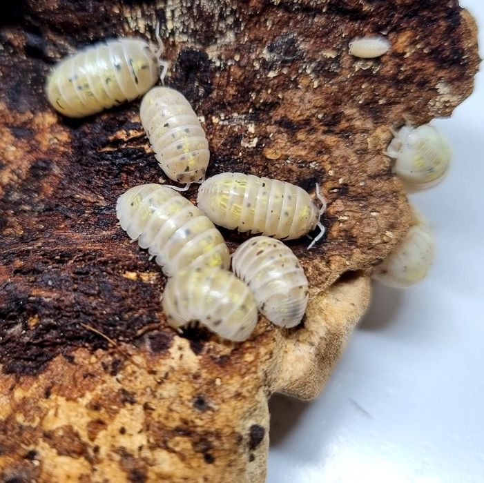 Armadillidium Depressum ,,Magic Potion''