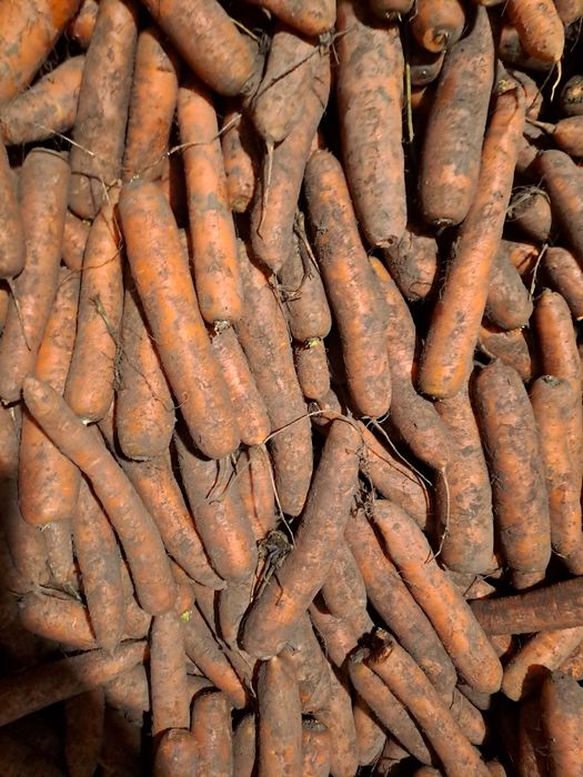 Sprzedam warzywa marchew i kapuste