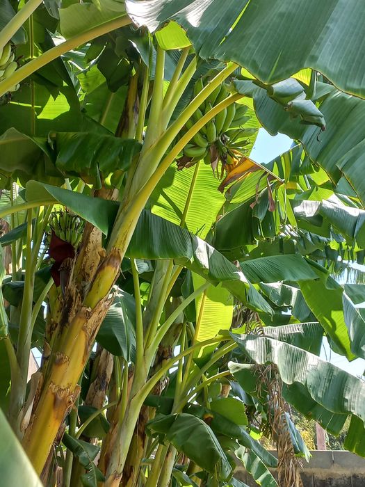 Bananeiras para Produção