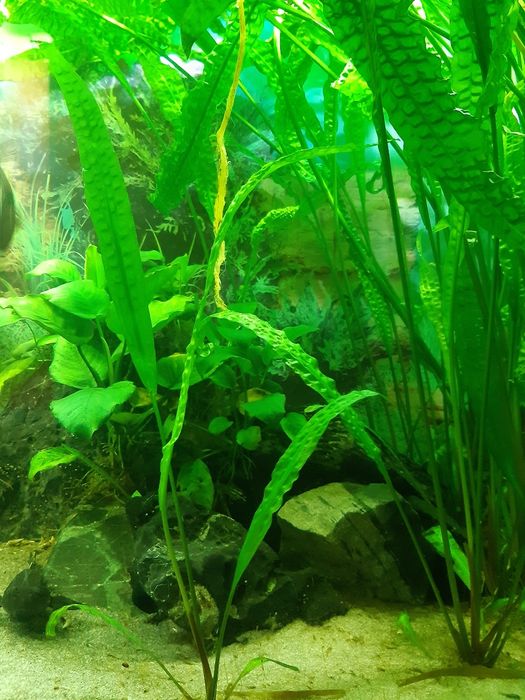 Cryptocoryne-roślina akwariowa