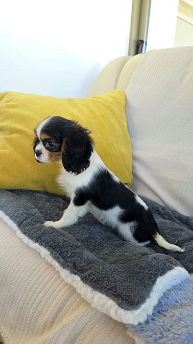 King Charles cavalier se tricolor(país com lop)