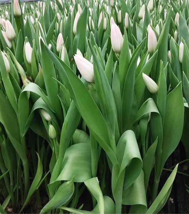 Цибулини тюльпанів на опт