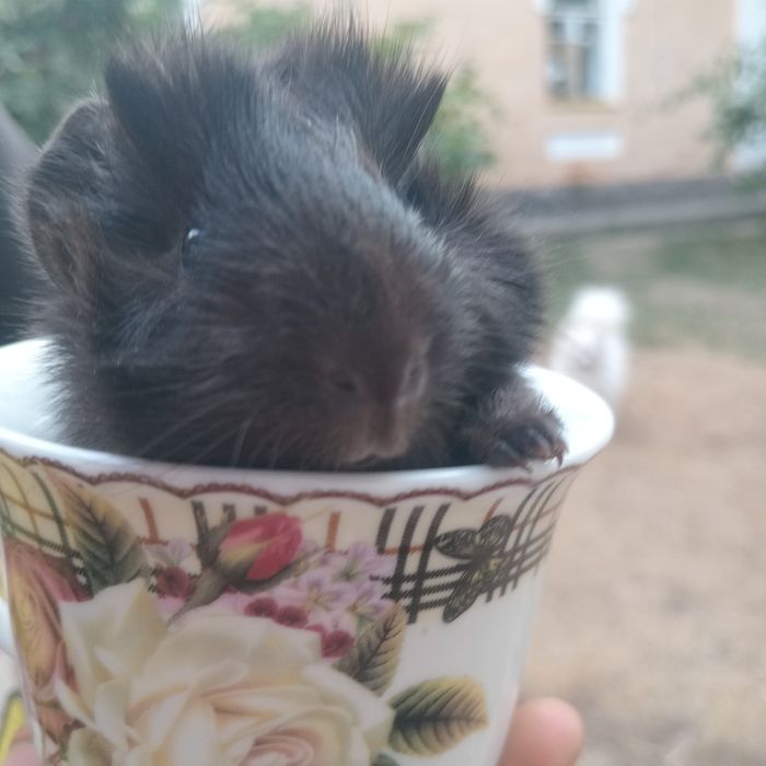 Морські свинки, розеточки, морская свинка