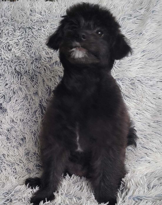 Дівчинка пом-а-пу зі столиці, Лівий берег