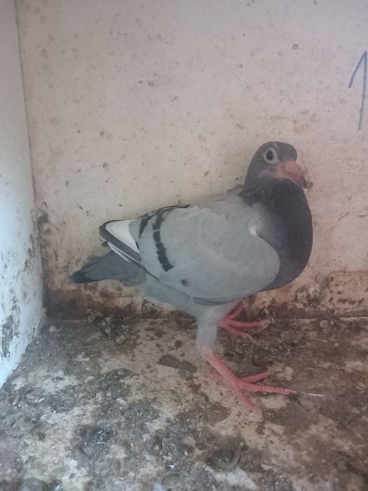 Vendo pombos correios de várias cores e idades