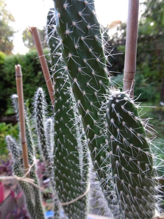 Opuncja białowłosa kaktus kaktusy wysokie