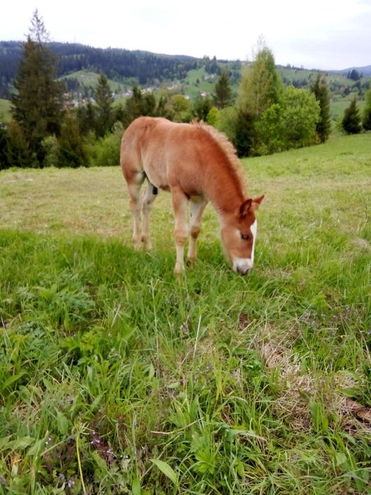 Подається кобила