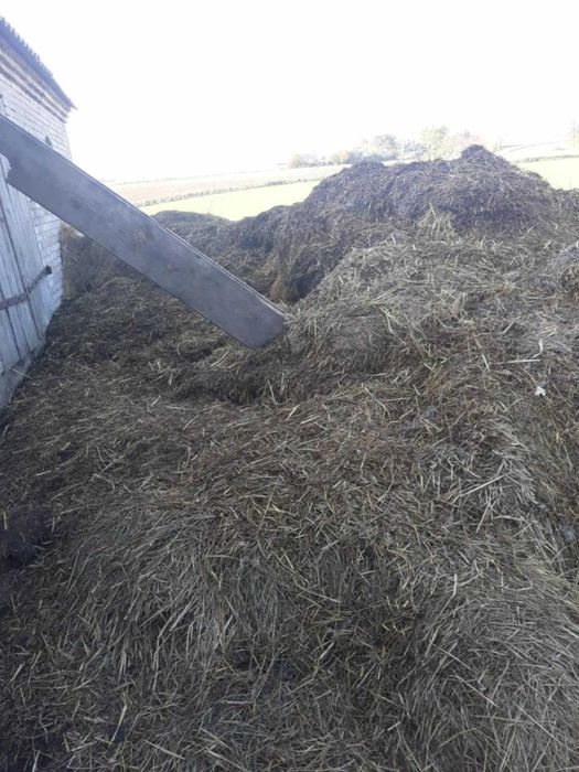 Sprzedam Gnój koński