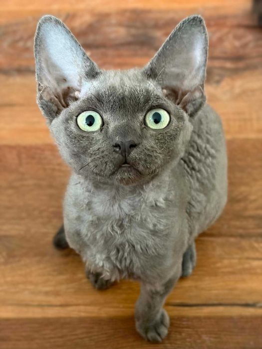 Devon Rex Kocurek niebieski z prawdziwym rodowodem FPL