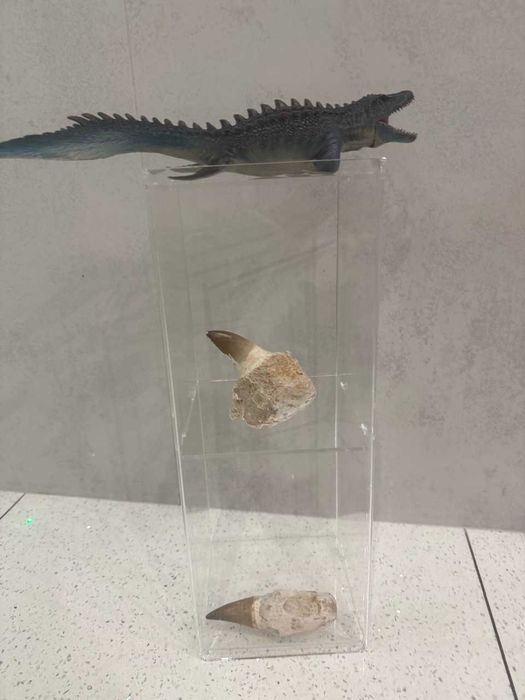 Prawdziwe zęby dinozaura Mosasaur Mozozaur Gigant