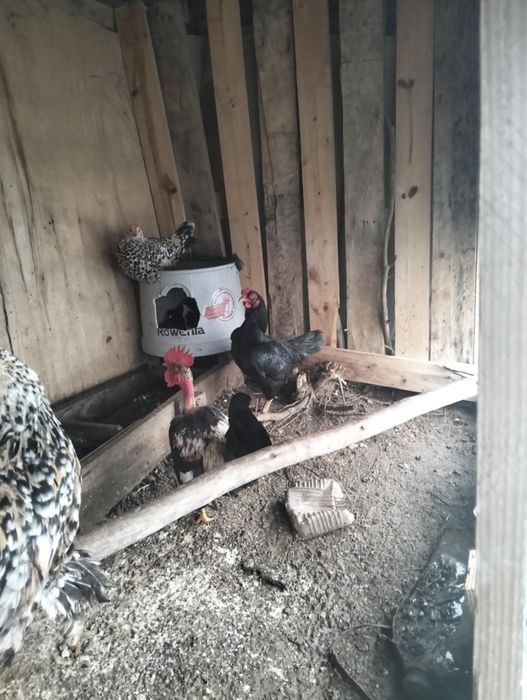 Caquitas  belgeares Mil Flores