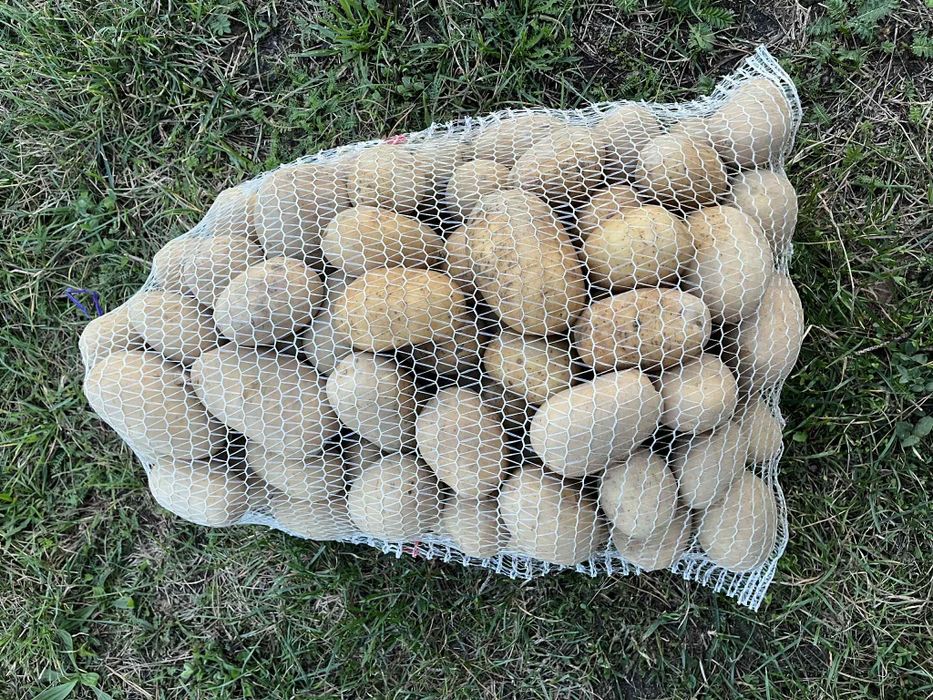 Ziemniaki catania hurt