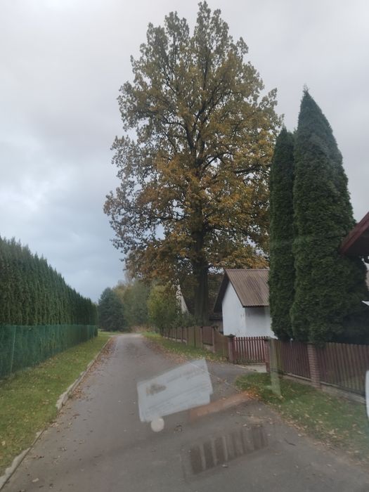 Wycinka drzew, wyburzenia,