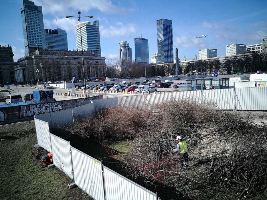 Profesjonalna wycinka drzew