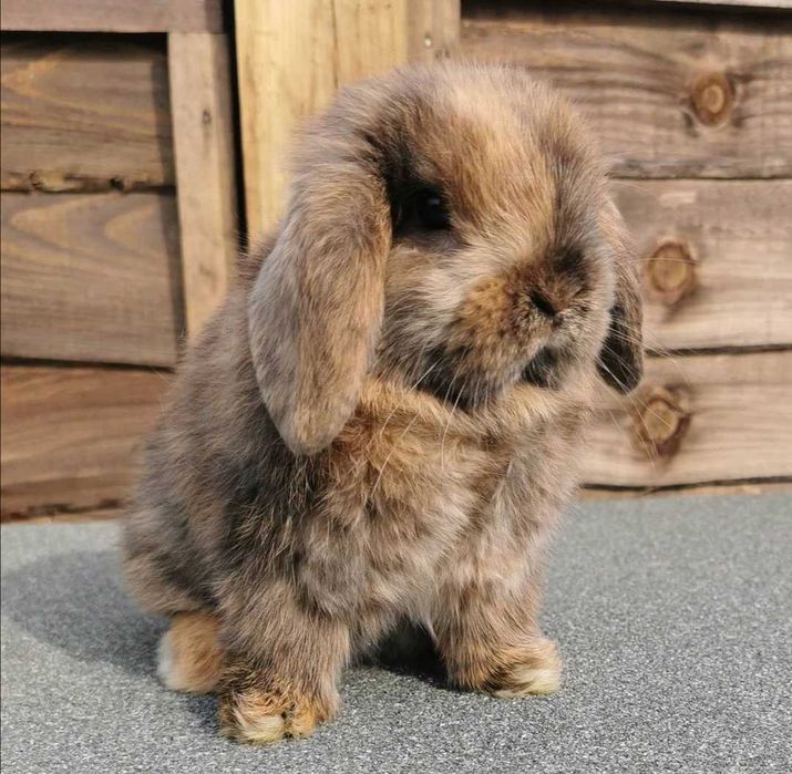 KIT Coelhos anões mini loop, orelhudos muito meigos e brincalhões