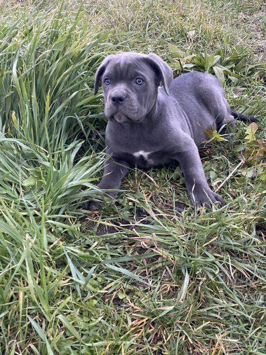 Цуценя кане корсо хлопчик