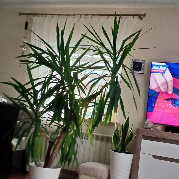 Sprzedam kwiaty JUKI