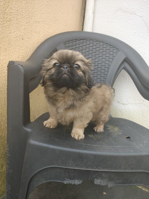 Pequines / Pequinois macho puro