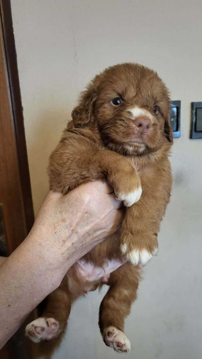 Nova Scotia Duck Tolling Retriever FCI ZKwP