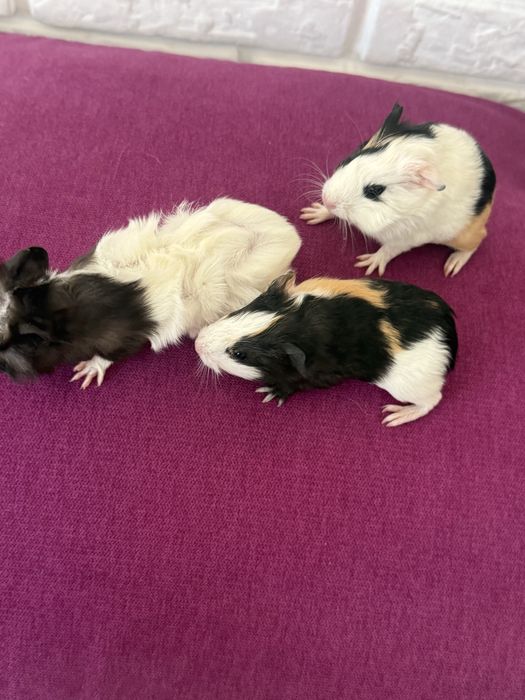 Swinki morskie 4 tygodnie