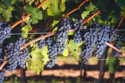 Vendo Uvas Tintas e Brancas para Vinho na Freguesia de Nelas