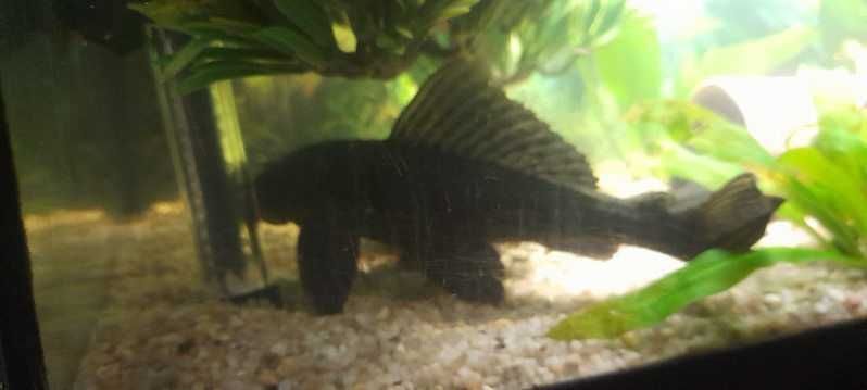 2 Glonojady lamparcie na sprzedaż