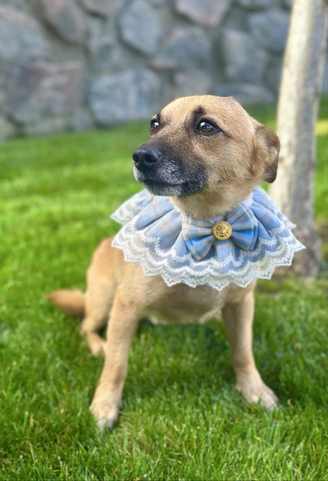 Песик в добрі ручки (хлопчик)