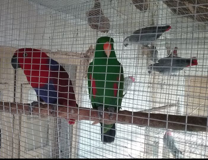 Casal de Papagaios Ecletus