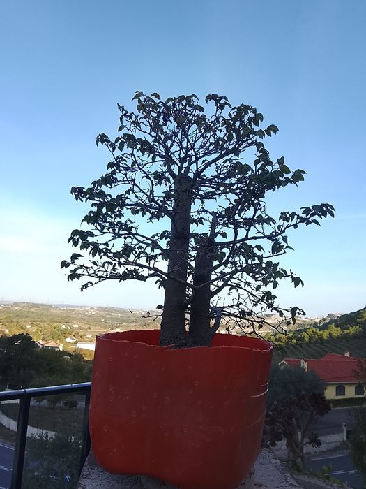 Pré bonsai de ulmos