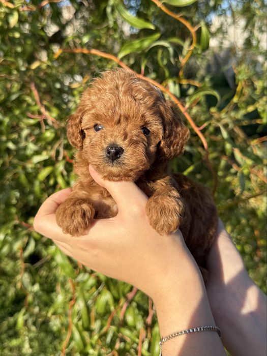 Chłopczyk Maltipoo F1B