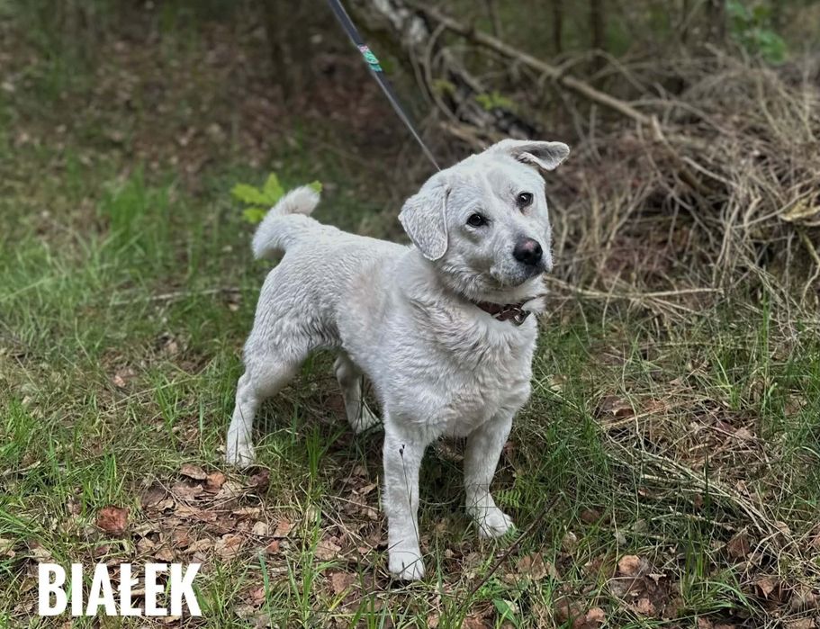 1, 5 roczny Białek, 10 kg, przyjazny adopcja za darmo oddam