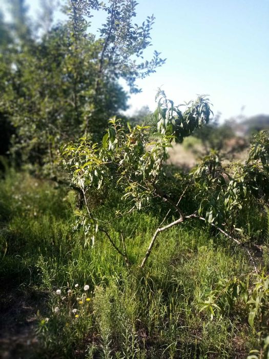 Будиночок в селі Хацьки 20 соток землі приватизованих