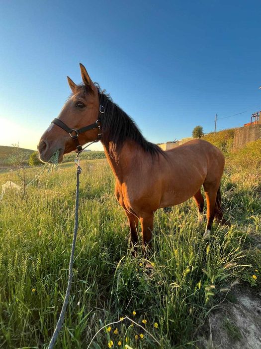 Cavalo Cruzado Árabe