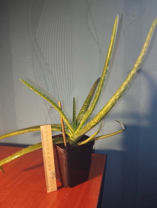 Алоэ Вера алоэ Вера