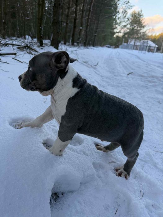 Amstaff American Staffordshire Terrier