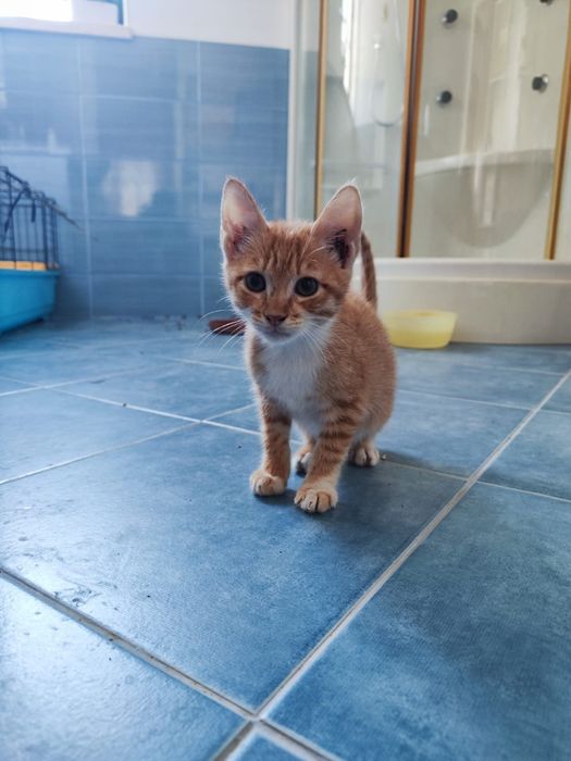 Dá-se os dois gatos pequenos laranja