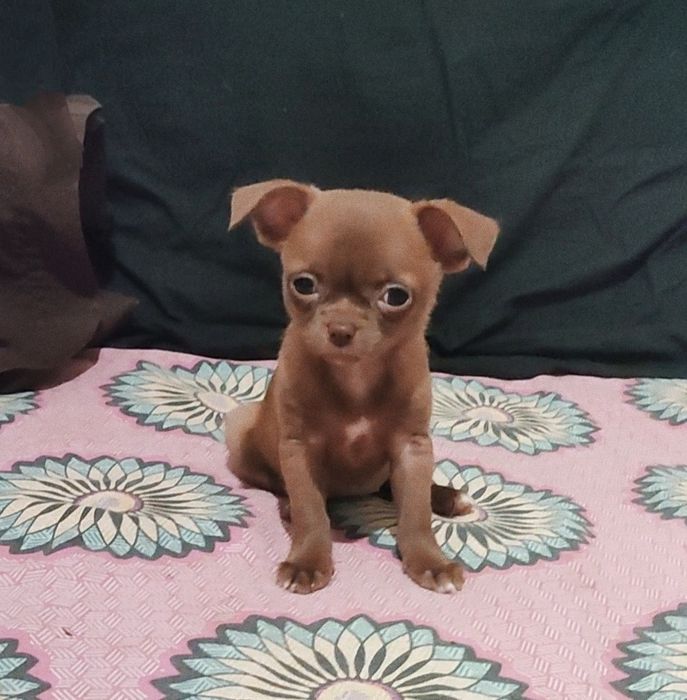 Мини девочка, тип кобби