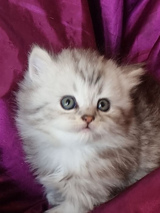 Шотландская Хайленд страйт.