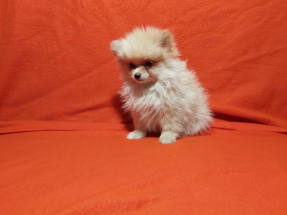 Spitz lindo miniatura