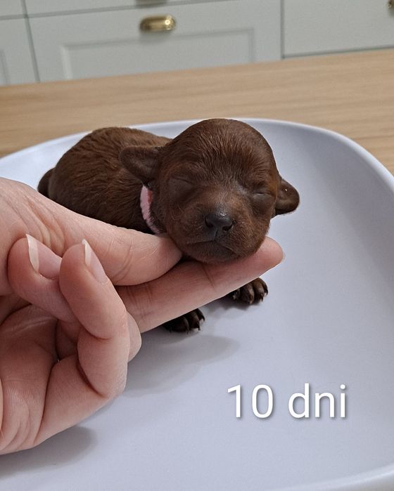 Pudel toy dziewczynka