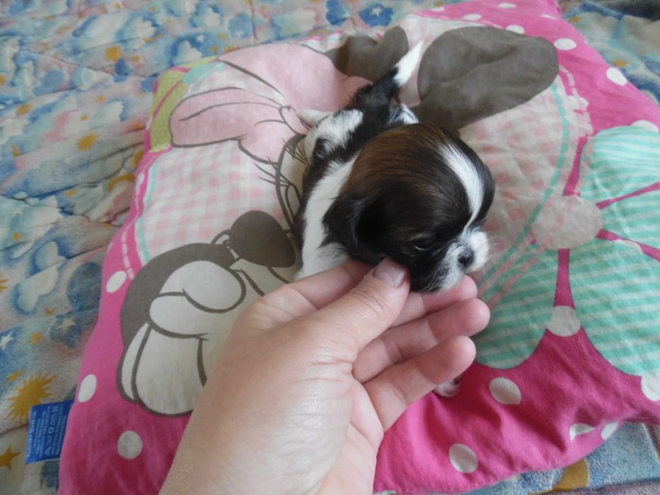 Piękny piesek shih tzu z wielopokoleniowym rodowodem