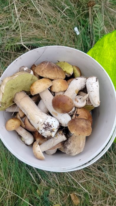 Grzybki suszone 1 kg