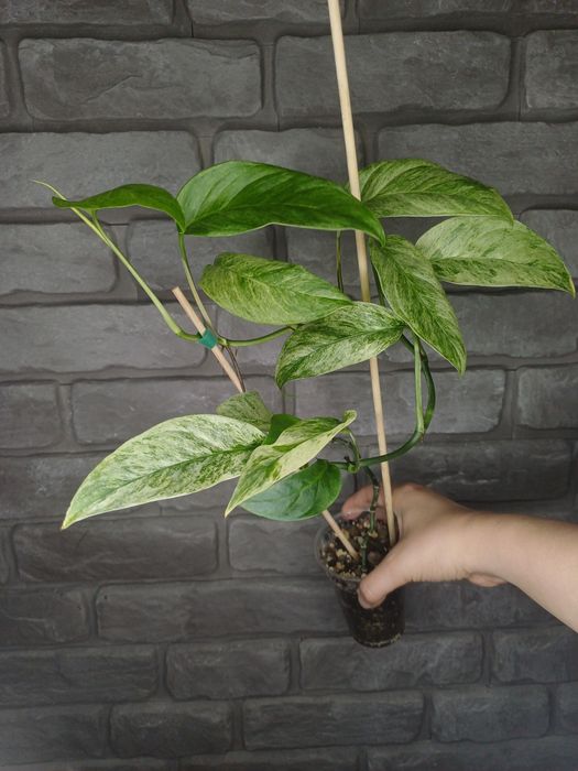 Monstera Laniata Mint  #5
