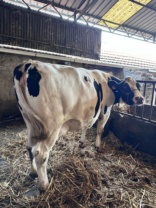 Vaca frisia gorda