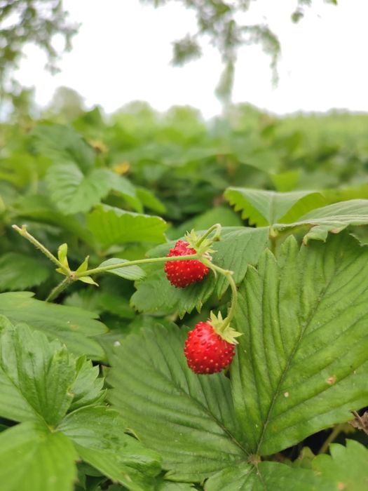 Sadzonki poziomek, truskawek