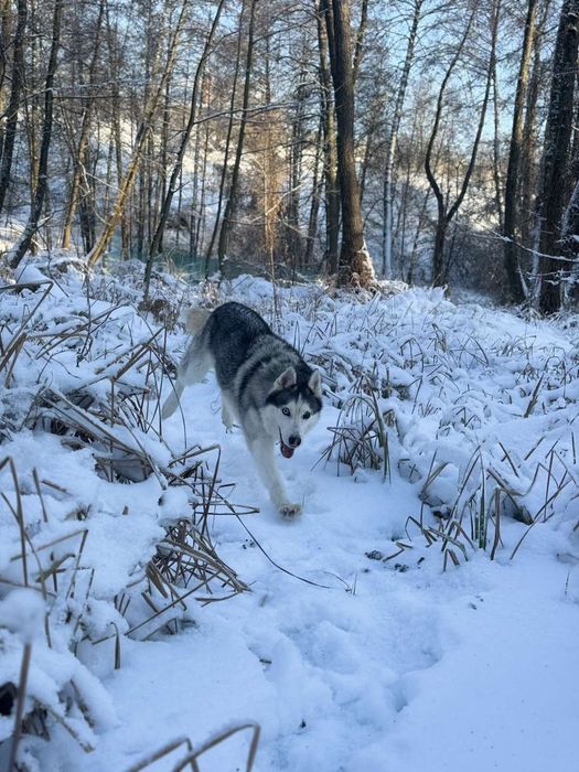 Віддам Хаскі дівчинка