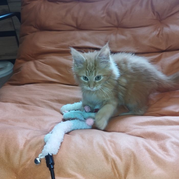 Dziewczynka Maine Coon
